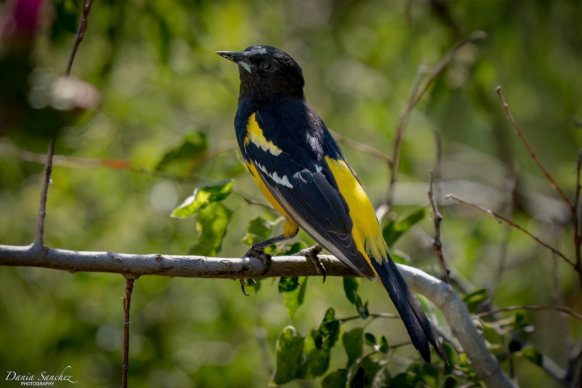 Scott's Oriole - ML636248492