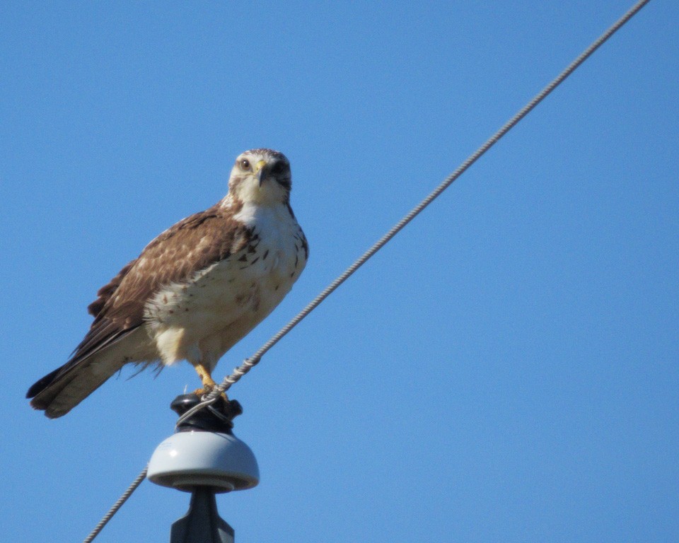 Buteo, unbestimmt - ML636248603