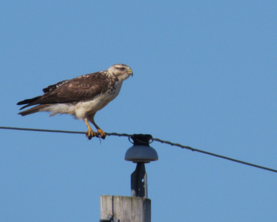 Buteo, unbestimmt - ML636248604