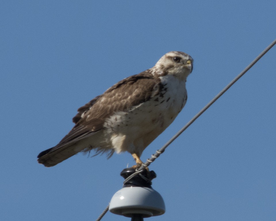 Buteo, unbestimmt - ML636248605