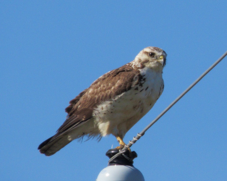 Buteo, unbestimmt - ML636248606