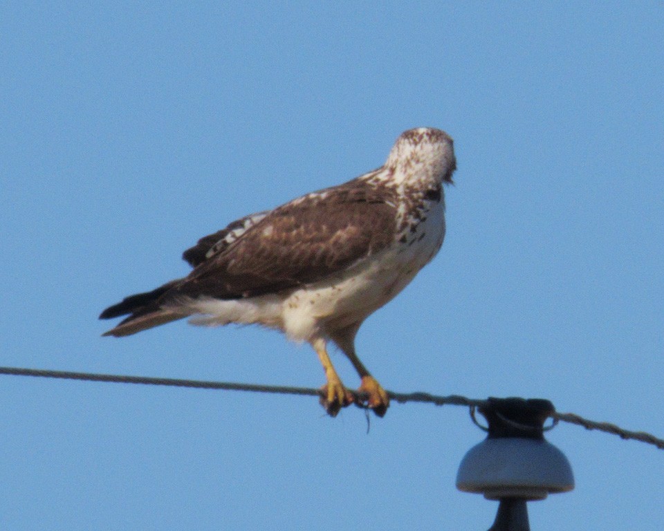Buteo, unbestimmt - ML636248607