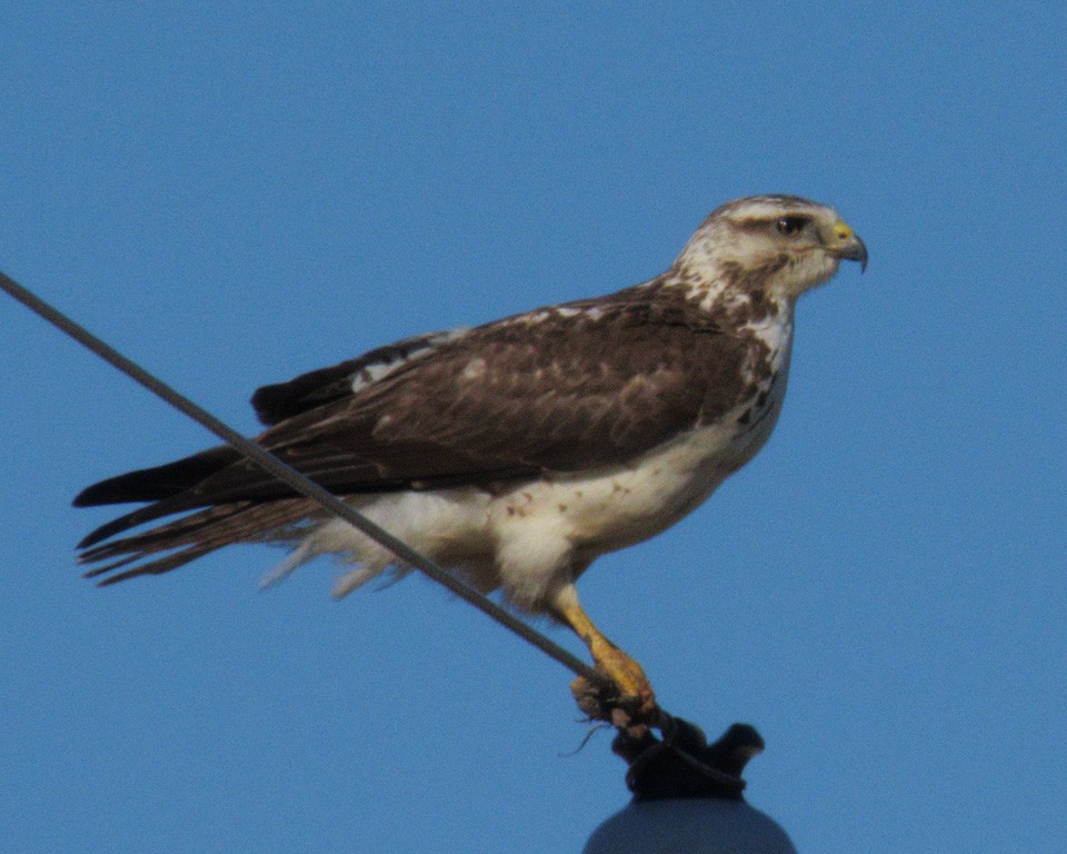 Buteo, unbestimmt - ML636248608