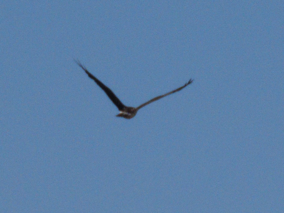 Buteo sp. - ML636248609