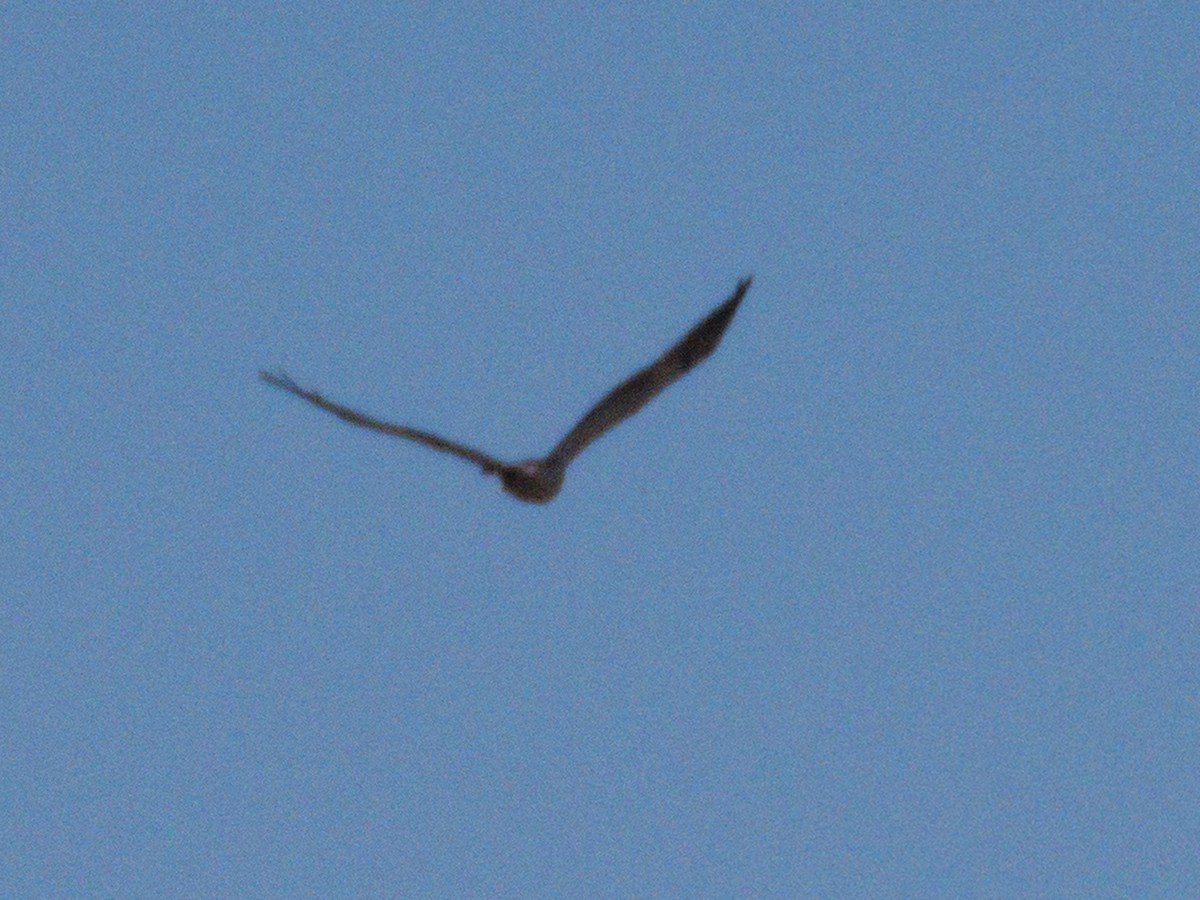 Buteo sp. - ML636248610