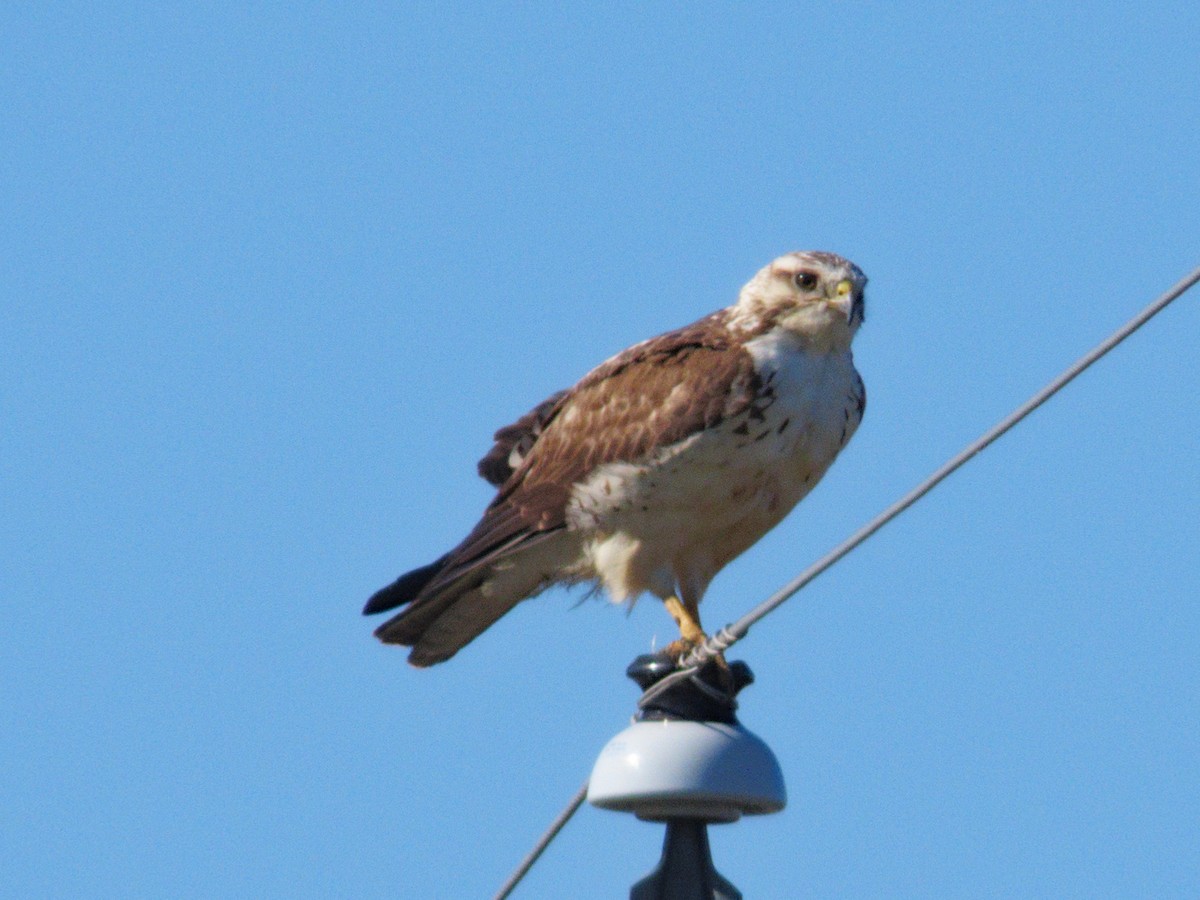 Buteo sp. - ML636248611