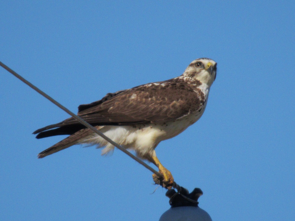 Buteo sp. - ML636248612