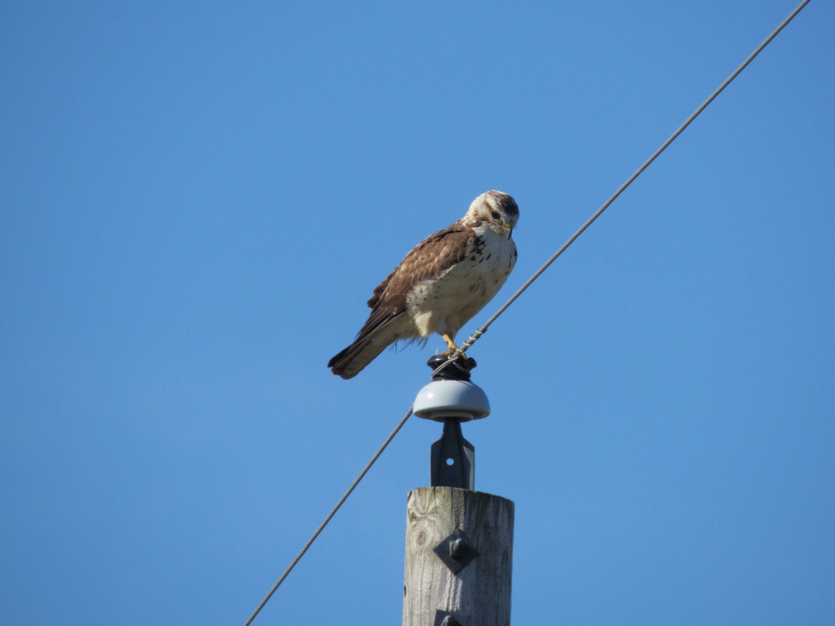 Buteo sp. - ML636248613