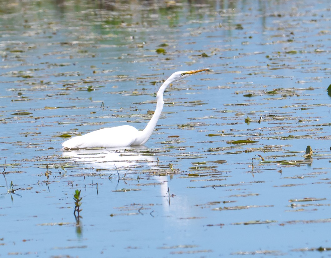 Great Egret - ML636248633