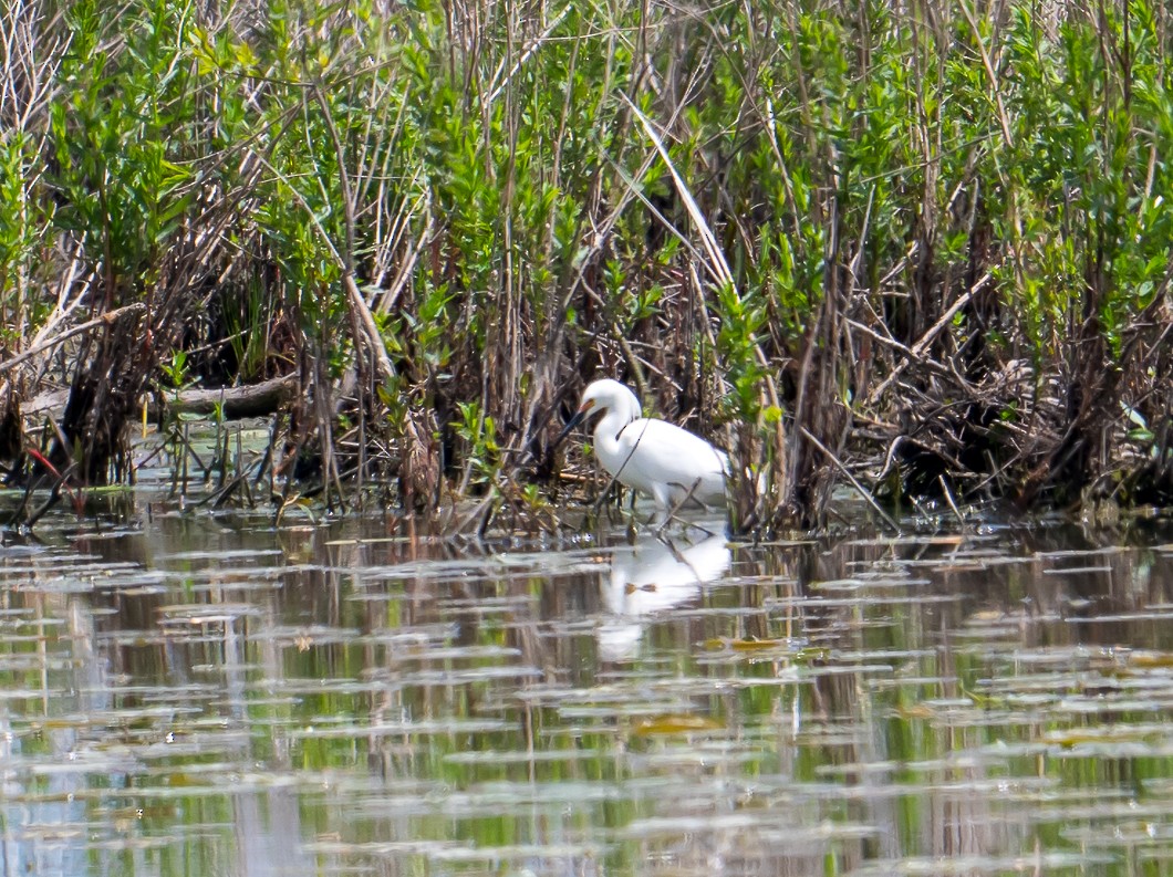 Snowy Egret - ML636248645