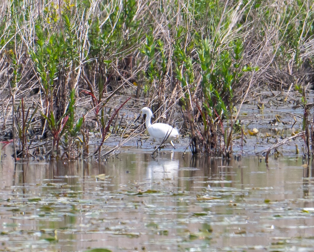 Snowy Egret - ML636248646