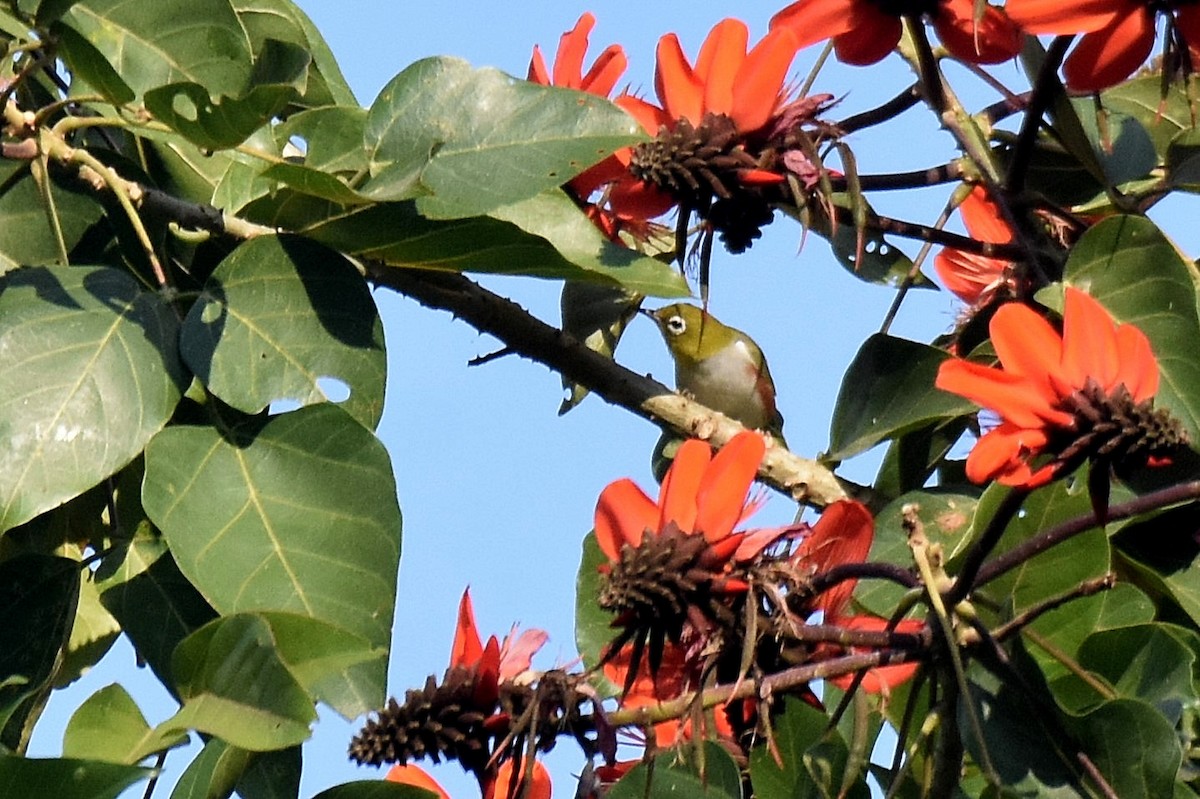 Chestnut-flanked White-eye - ML636248848