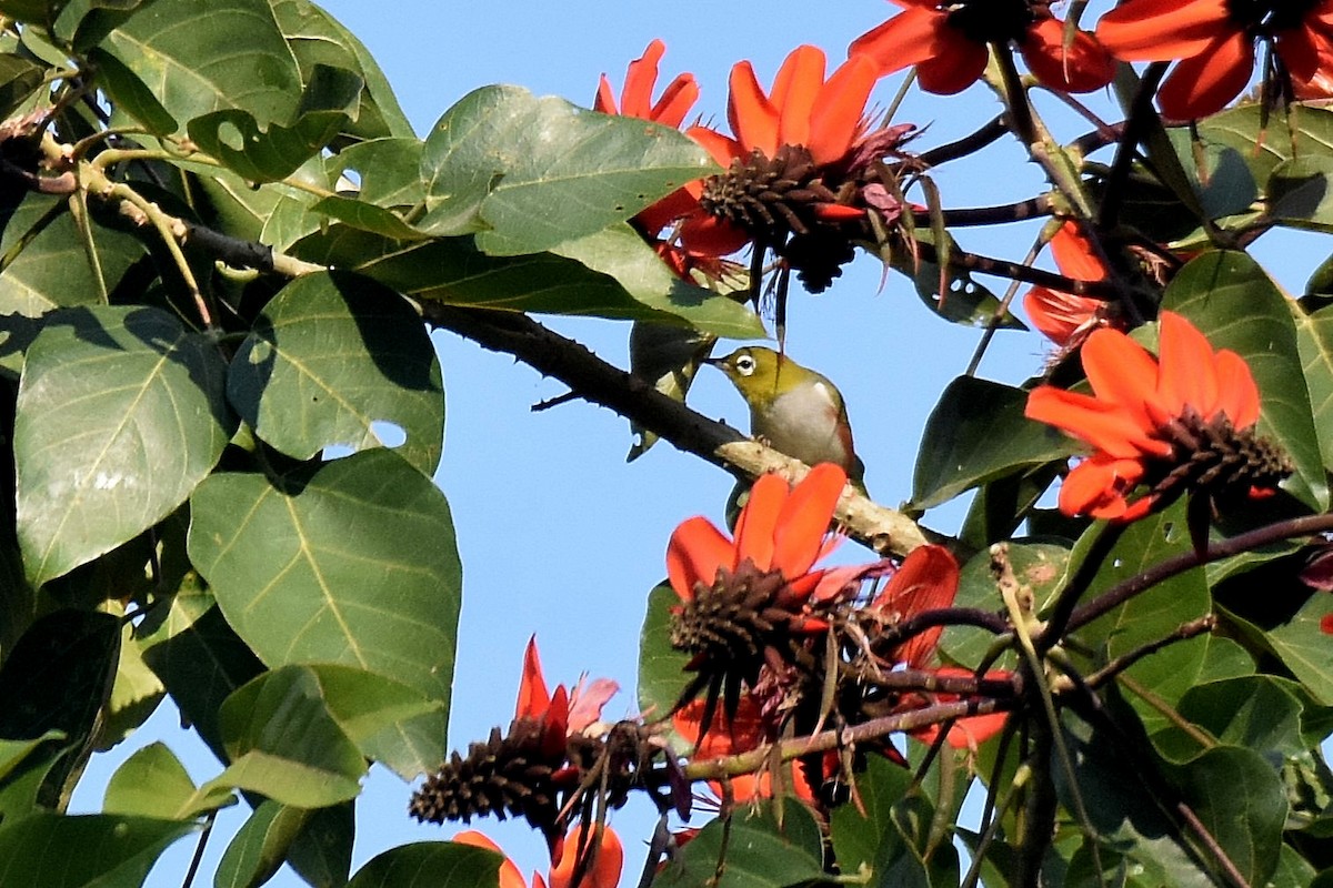 Chestnut-flanked White-eye - ML636248850