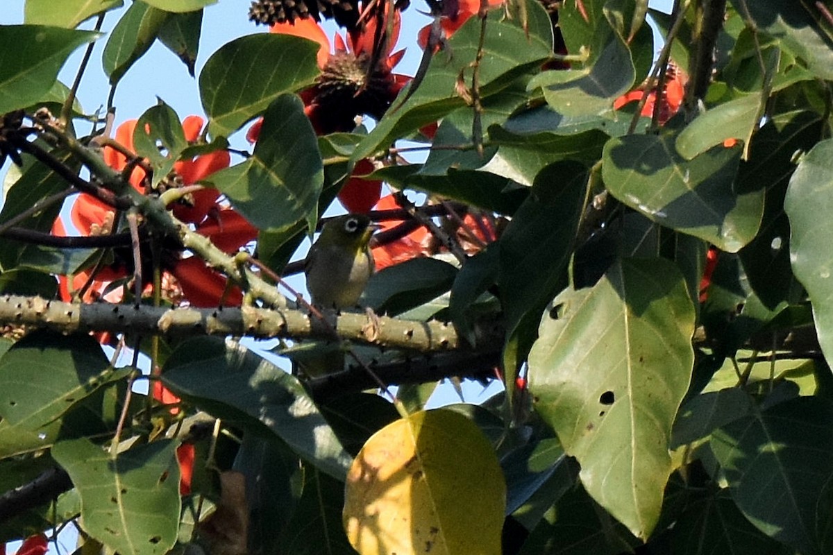 Chestnut-flanked White-eye - ML636248851