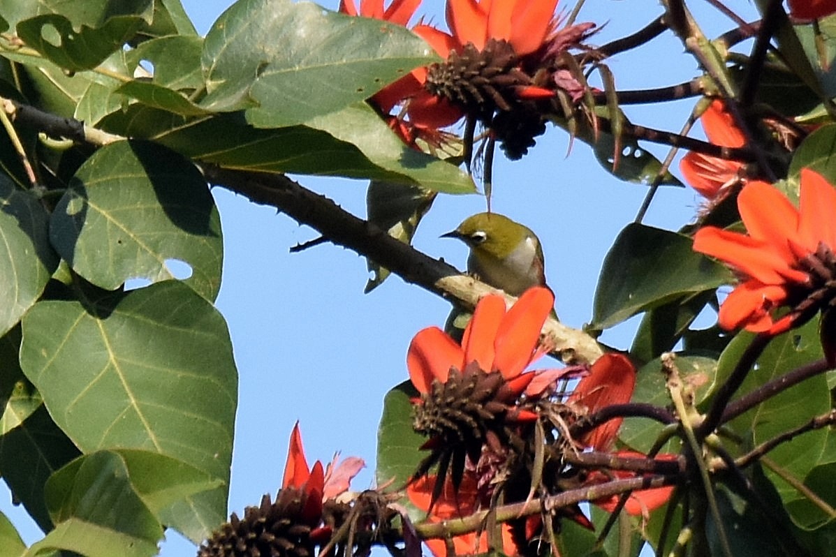Chestnut-flanked White-eye - ML636248852
