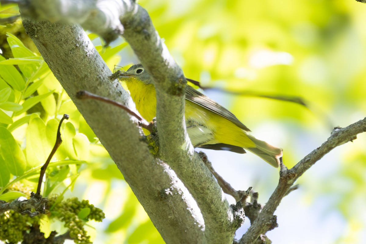 Nashville Warbler - ML636248897