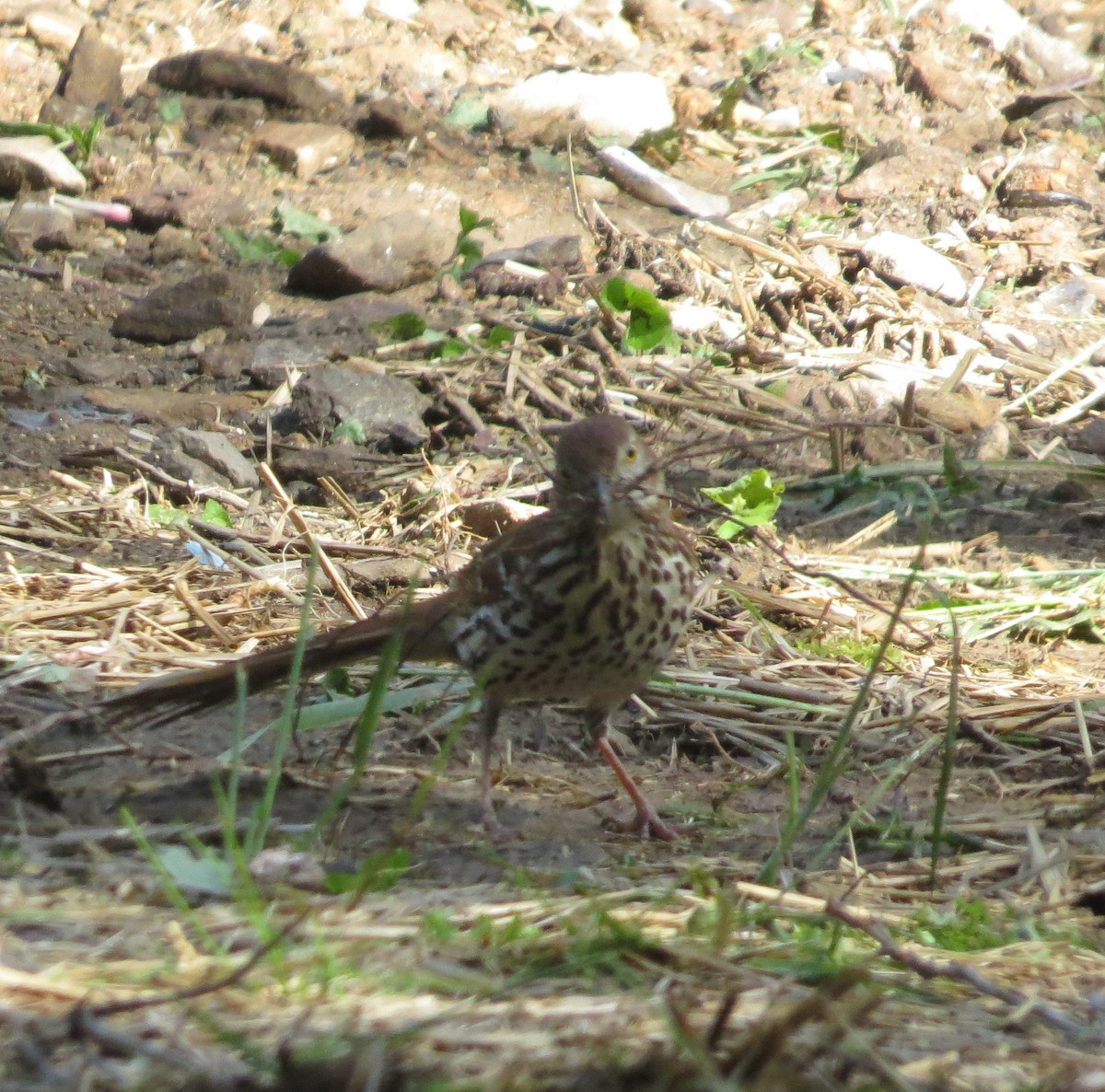 Brown Thrasher - ML636248955