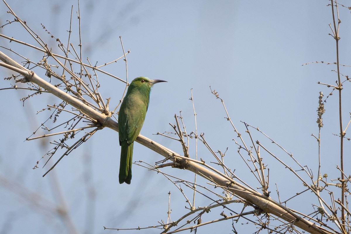 Blue-bearded Bee-eater - ML636249045