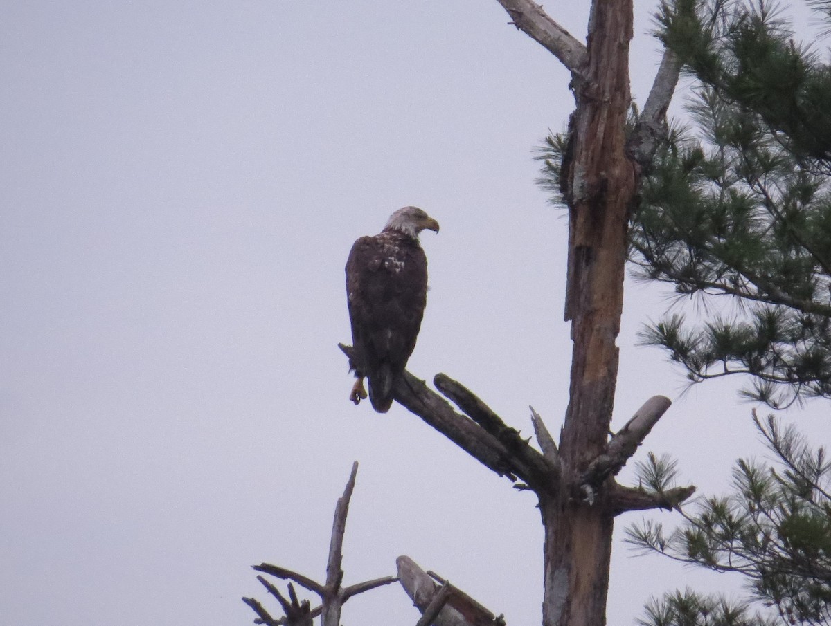 Bald Eagle - ML636249101