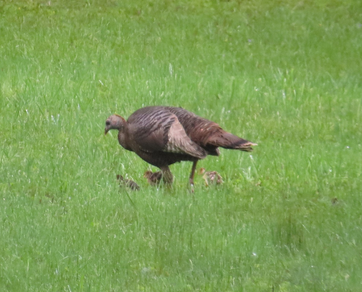 Wild Turkey - ML636249197