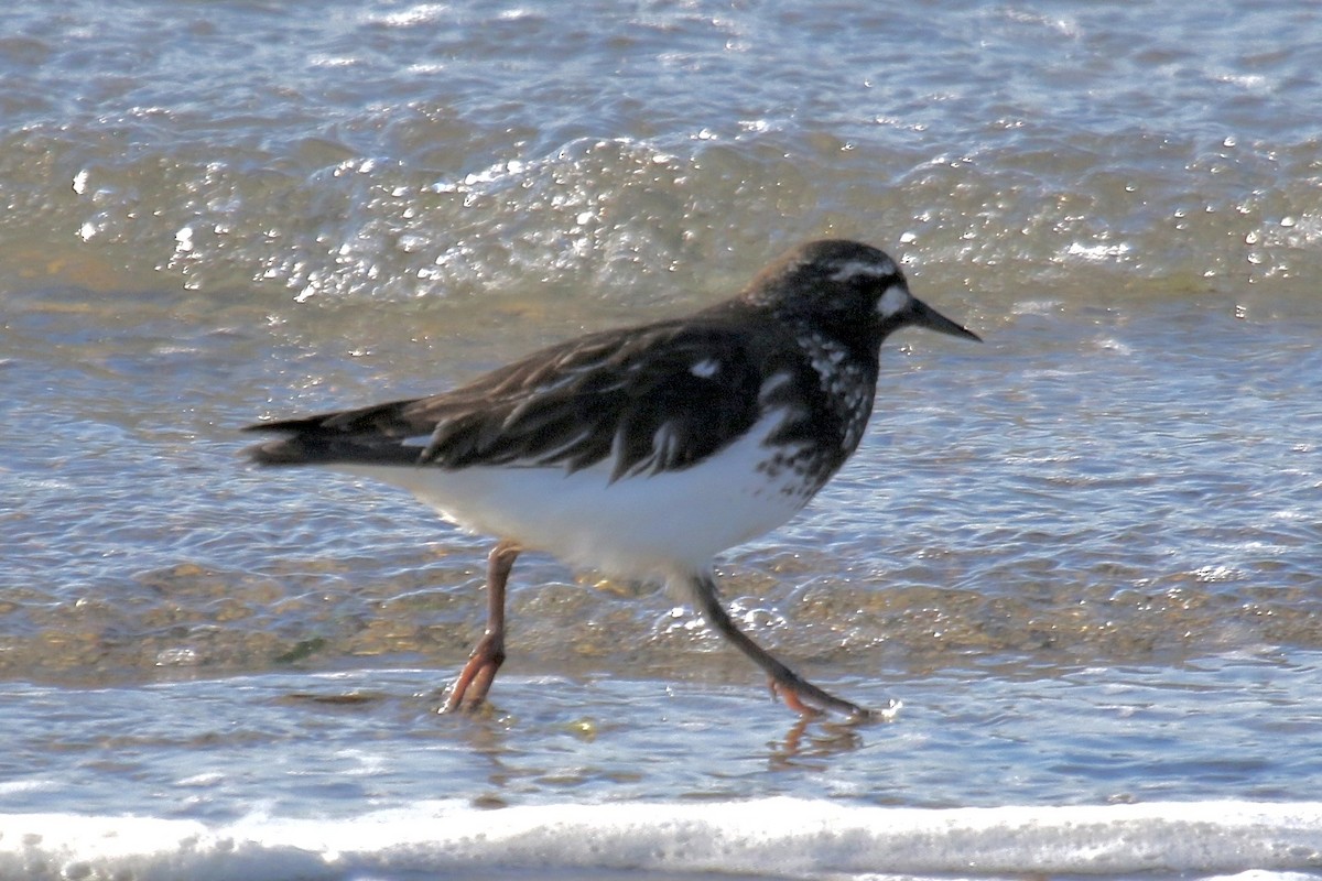 Black Turnstone - ML636249283