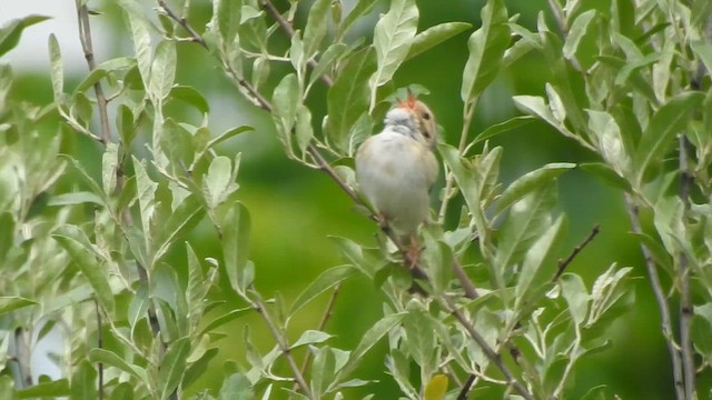 Clay-colored Sparrow - ML636249337