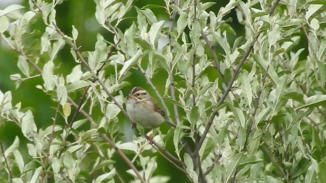 Clay-colored Sparrow - ML636249339