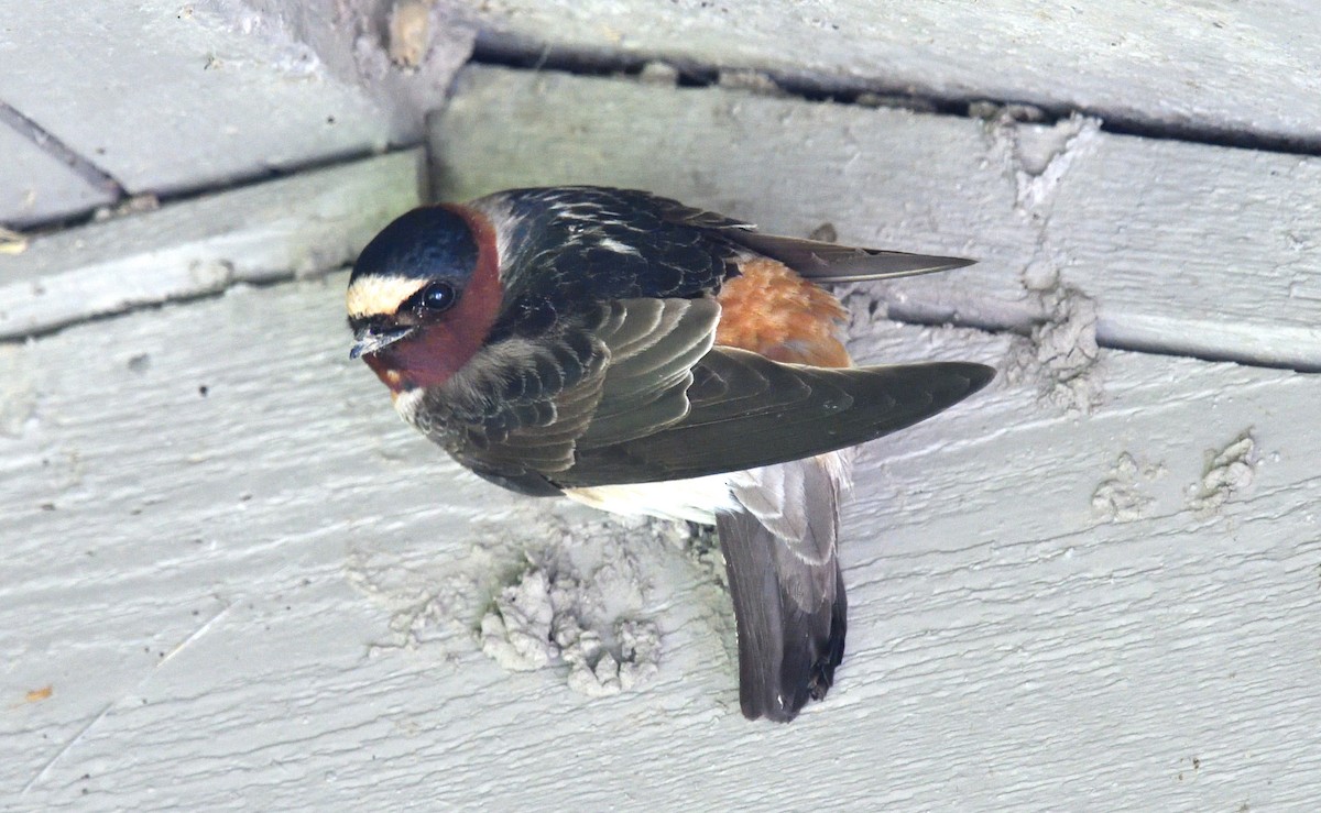Cliff Swallow - ML636249414