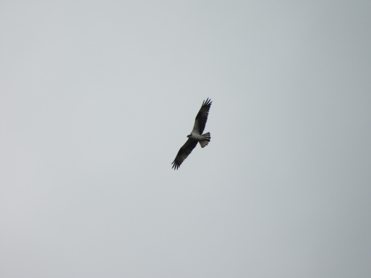 Osprey - ML636249443