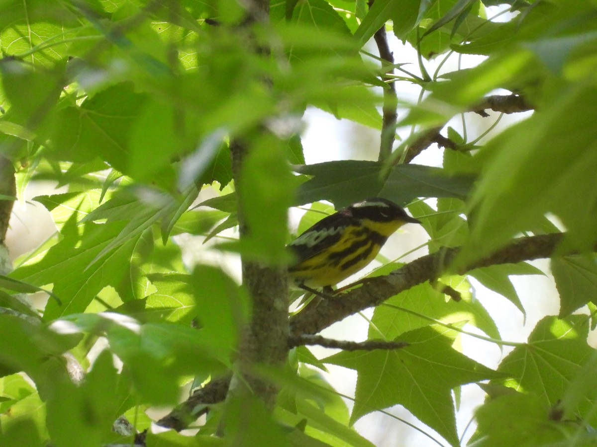 Magnolia Warbler - ML636249505