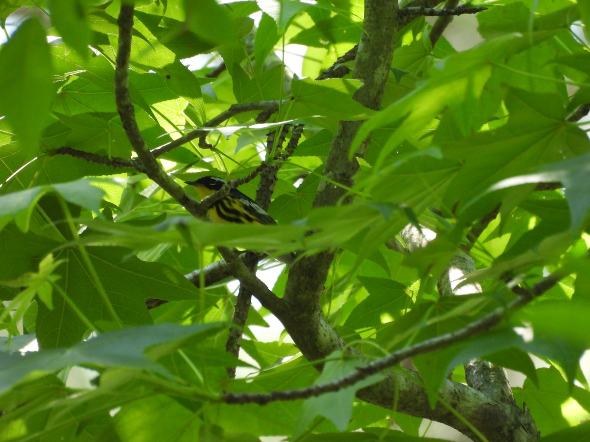 Magnolia Warbler - ML636249506