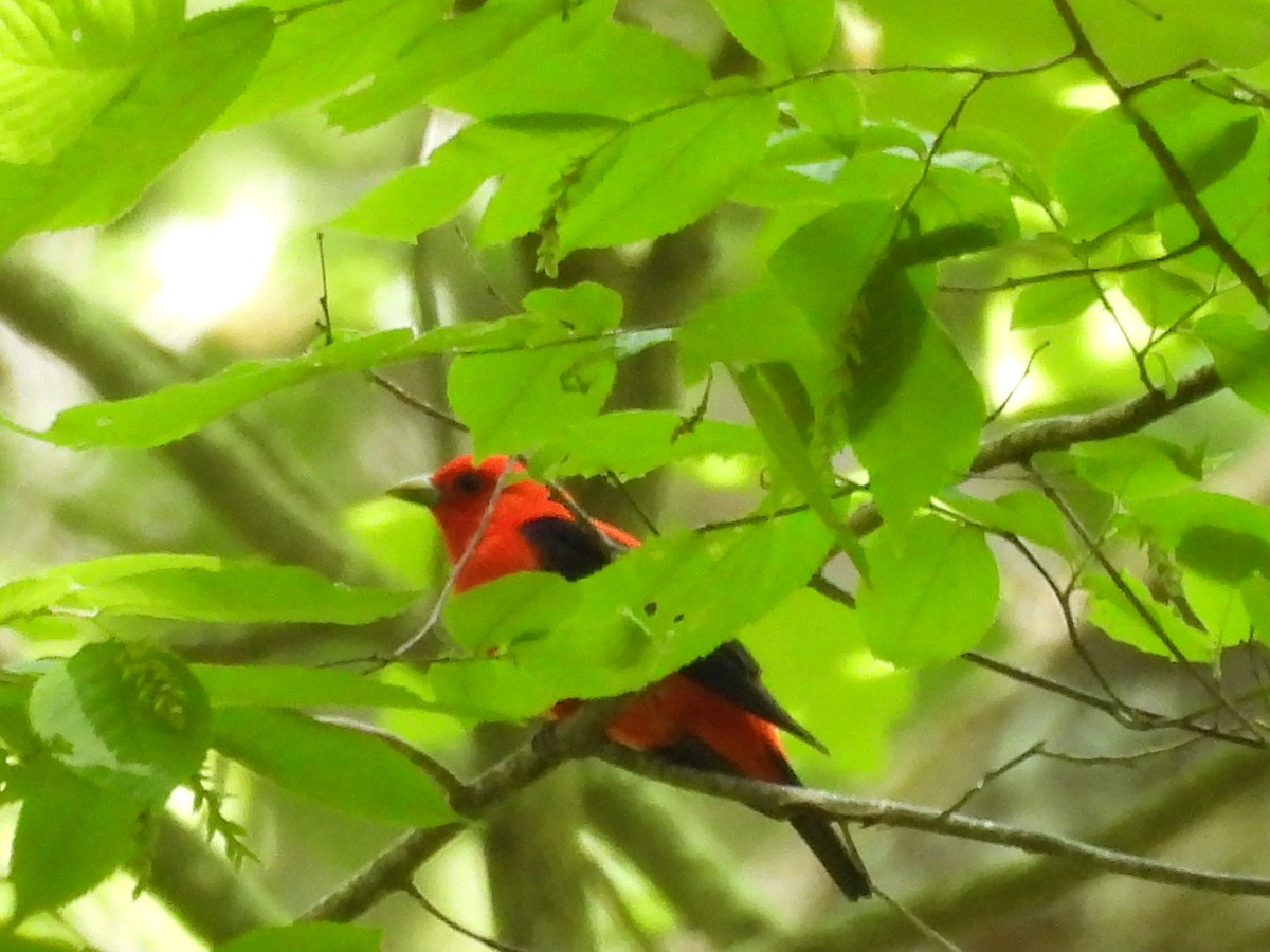 Scarlet Tanager - ML636249519