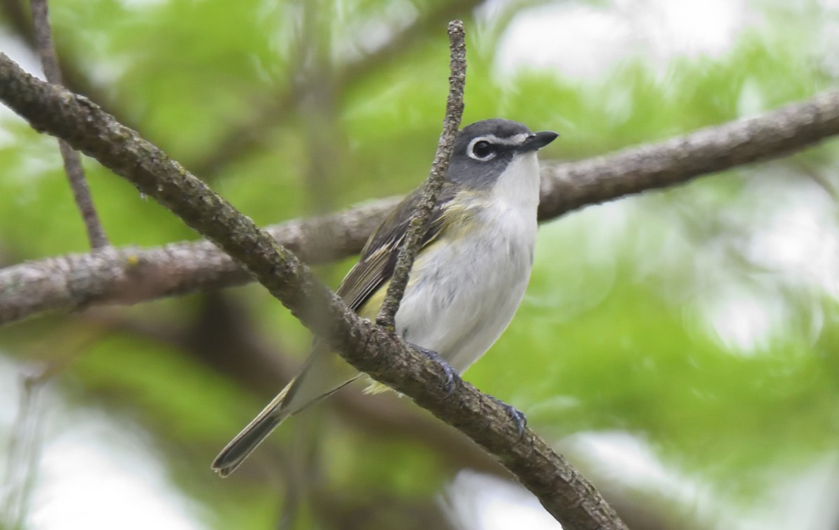 Blue-headed Vireo - ML636249536