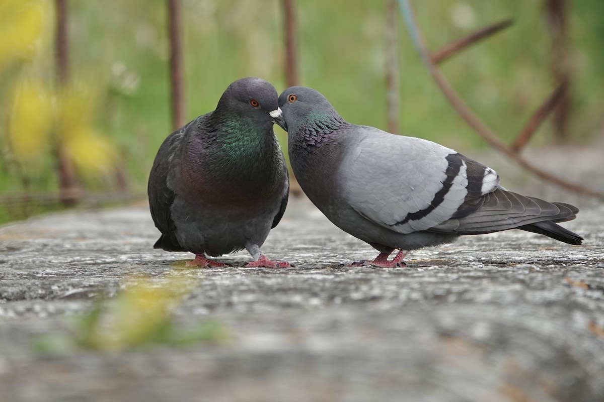 Rock Pigeon (Feral Pigeon) - ML636249573
