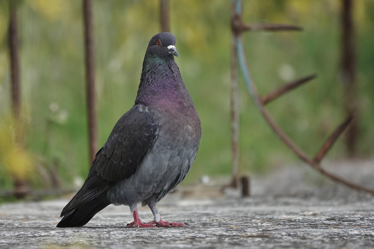 Rock Pigeon (Feral Pigeon) - ML636249574