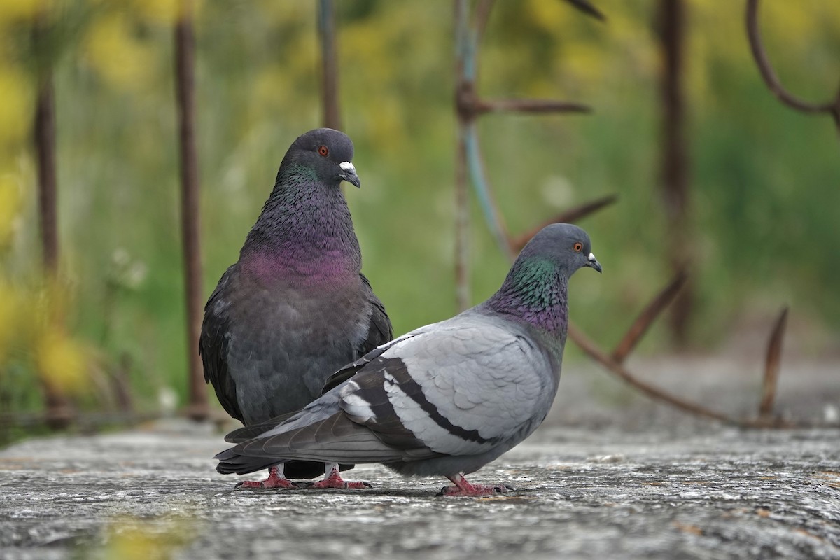 Rock Pigeon (Feral Pigeon) - ML636249575