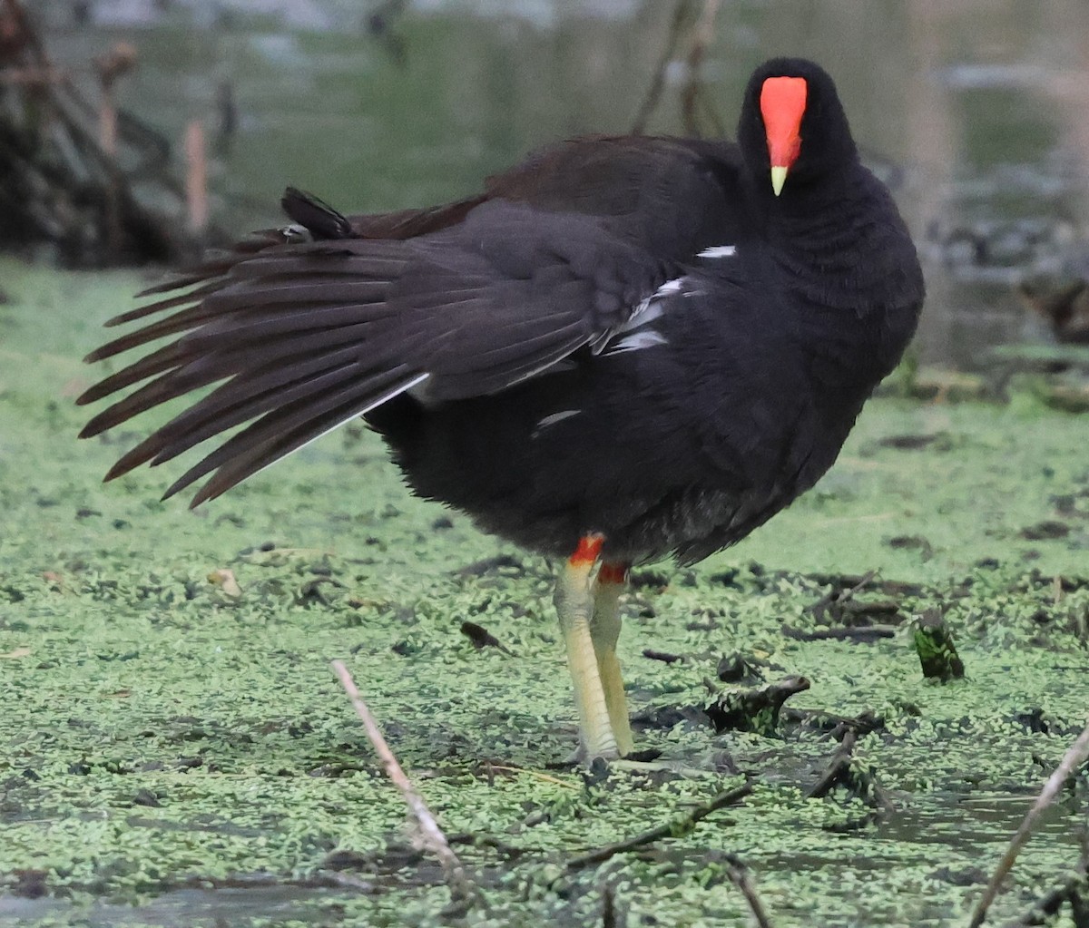 slípka americká - ML636249626