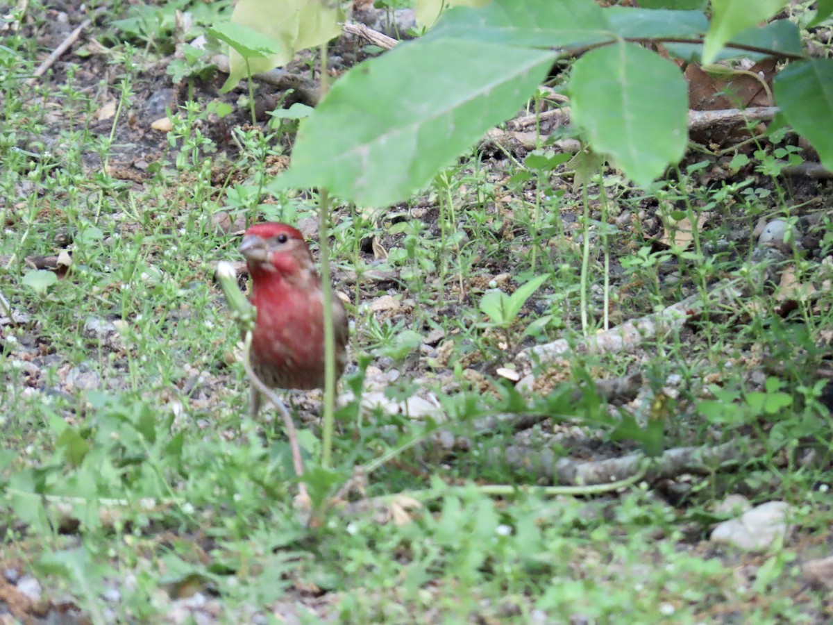 House Finch - ML636249694