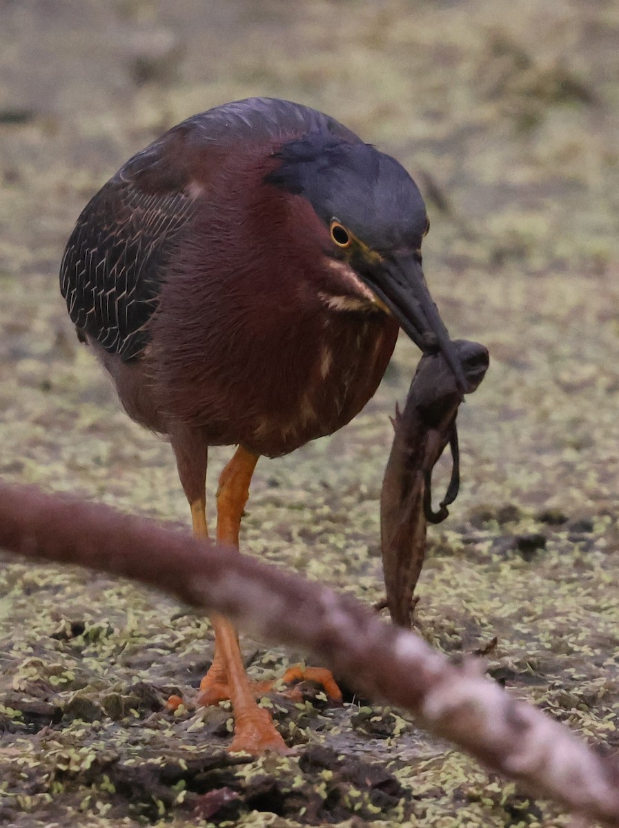 volavka zelenavá - ML636249719