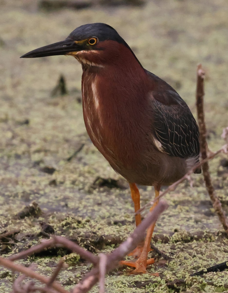 volavka zelenavá - ML636249720