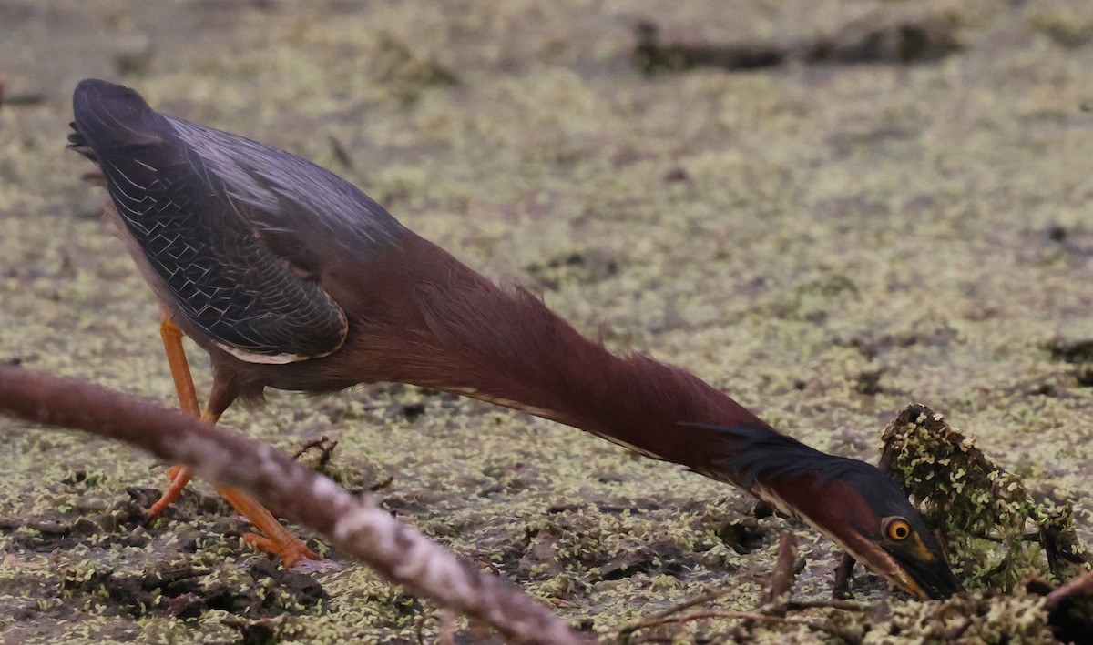 volavka zelenavá - ML636249721