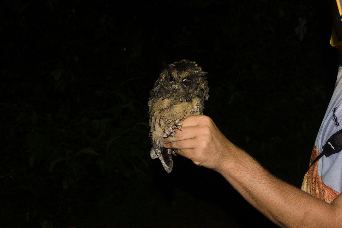 Tawny-bellied Screech-Owl - ML636249762