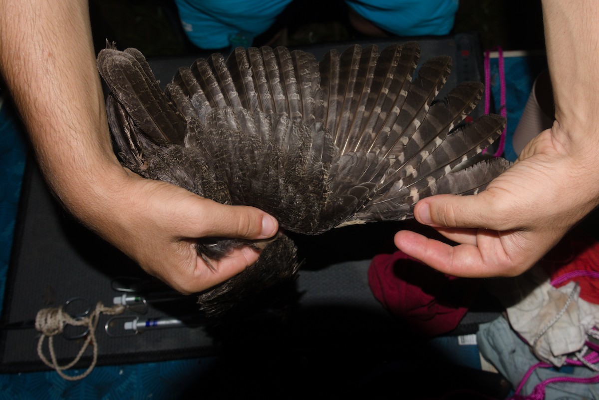 Tawny-bellied Screech-Owl - ML636249763