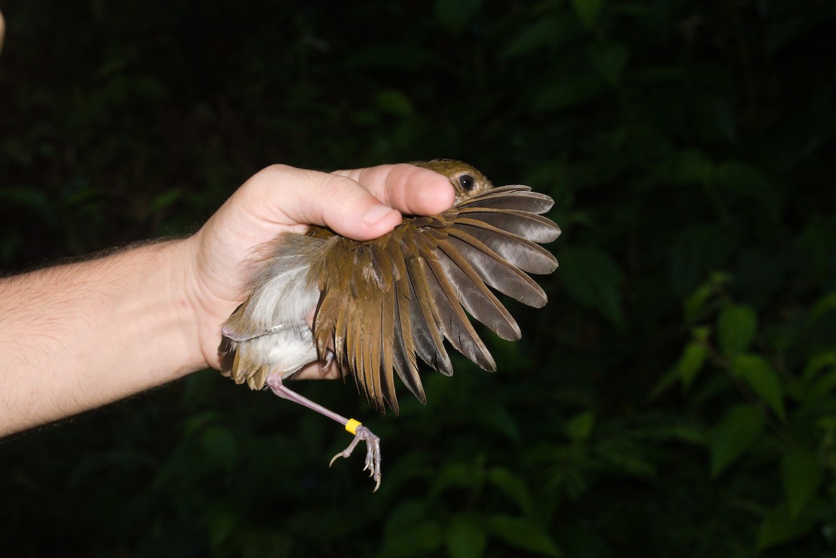 Thrush-like Antpitta - ML636249789