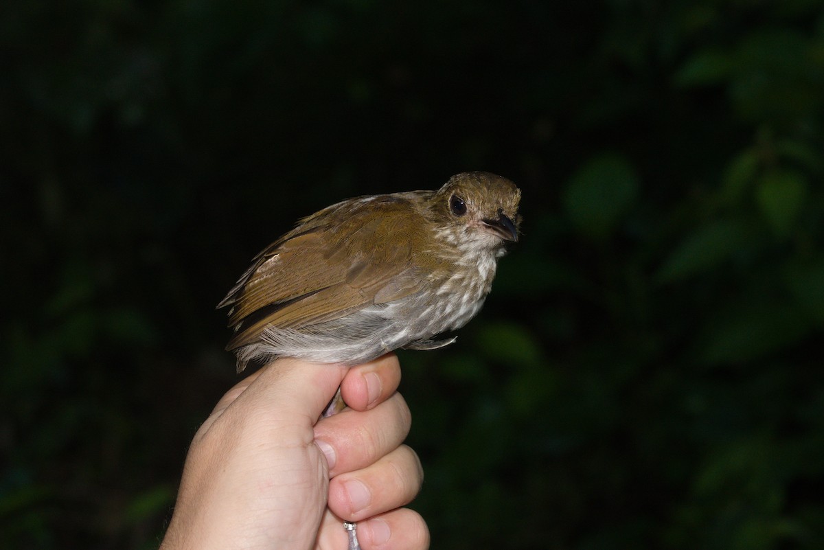 Thrush-like Antpitta - ML636249790