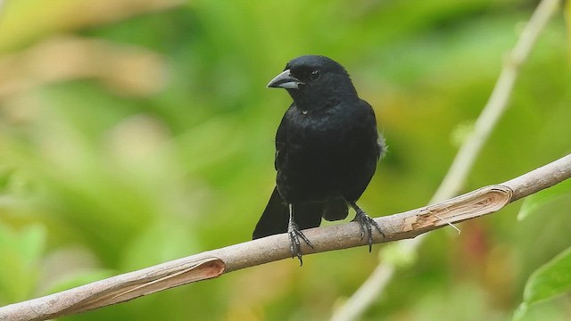 Silver-beaked Tanager - ML636249835