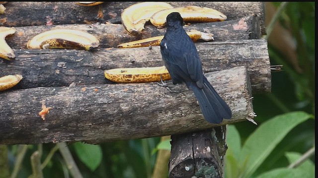 Silver-beaked Tanager - ML636249839
