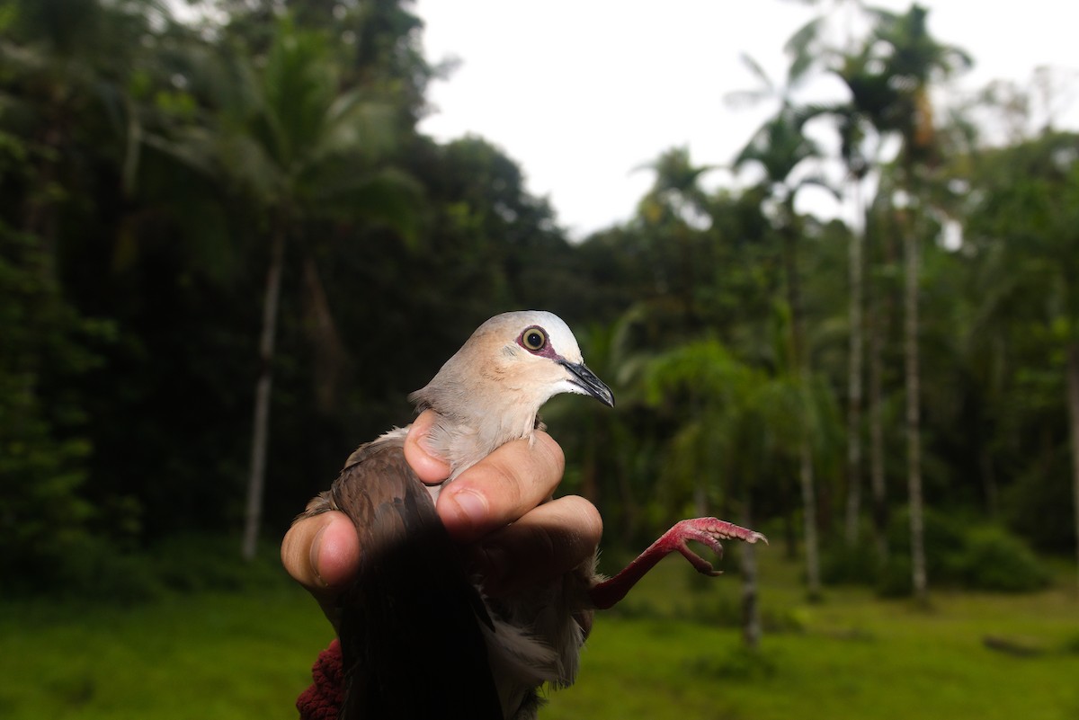 Gray-fronted Dove - ML636249984