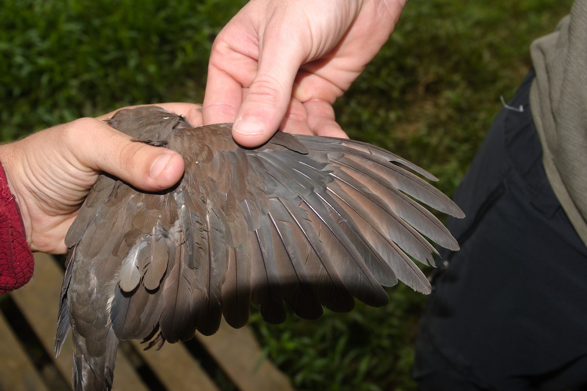 Gray-fronted Dove - ML636249985