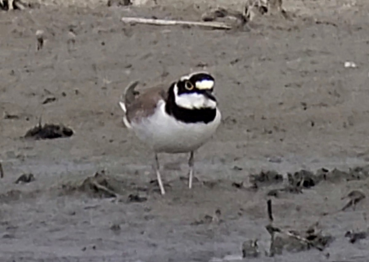 Common Ringed Plover - ML636250009
